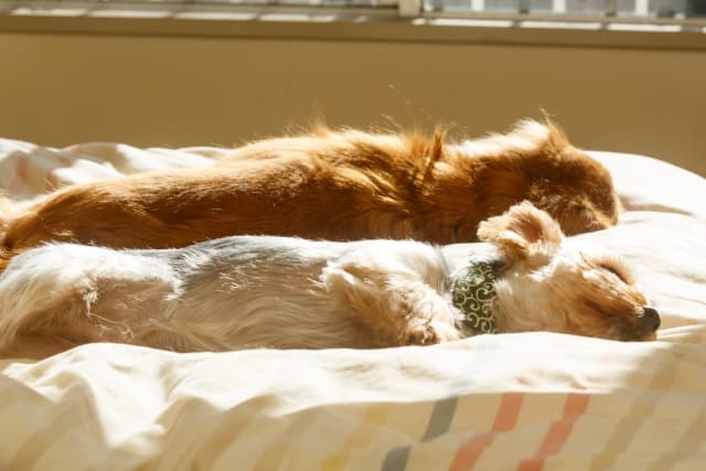 寝ている二匹の犬の画像