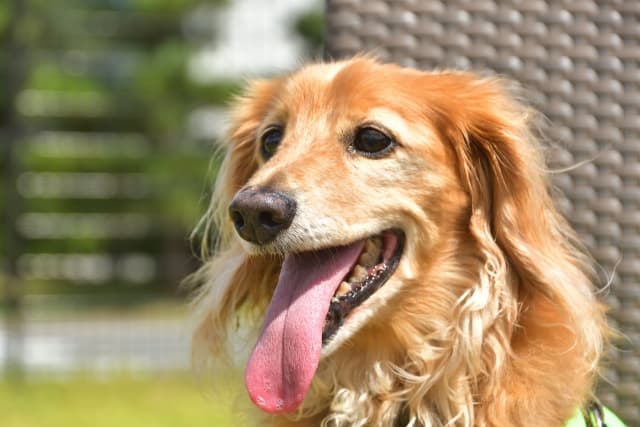暑くて舌を出す犬の画像