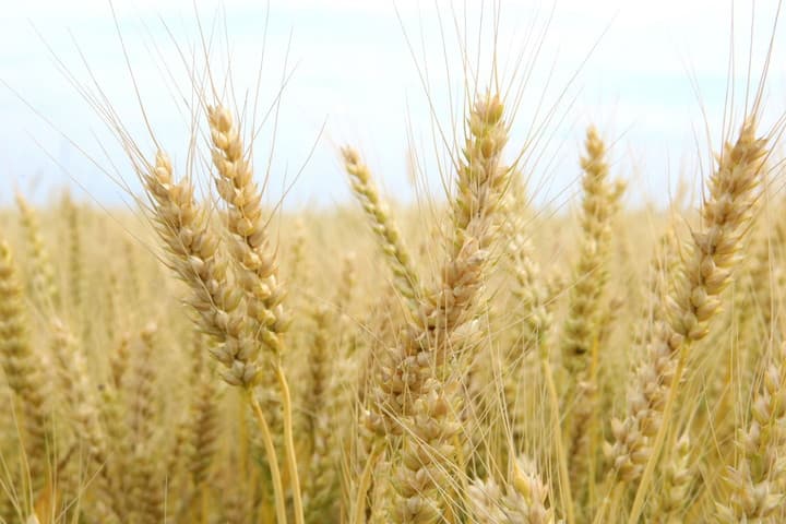 麦芽のイメージ画像