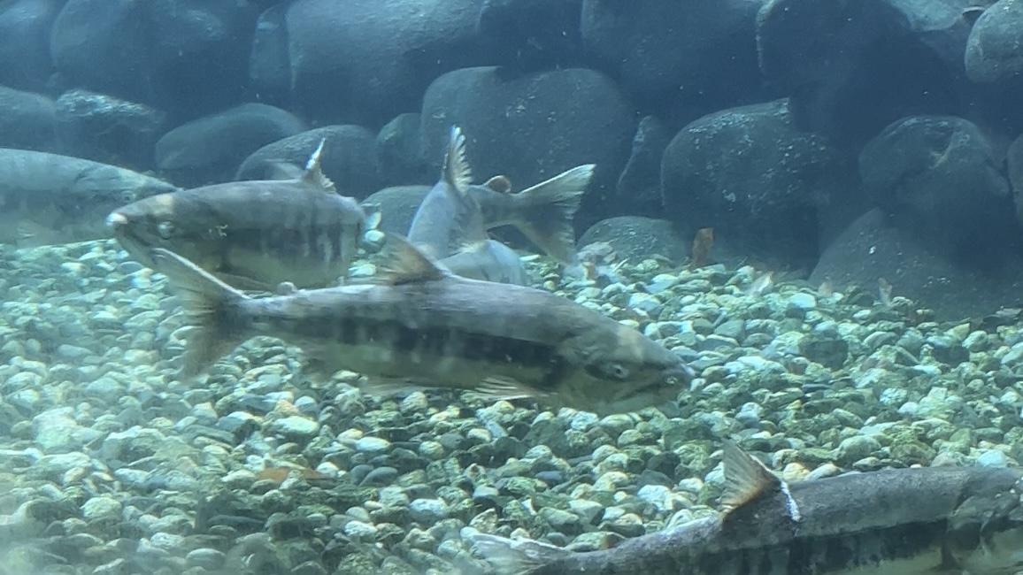 おさんぽ案内人が行く新潟・村上散歩 伝統の鮭漁と多彩な食文化【動画