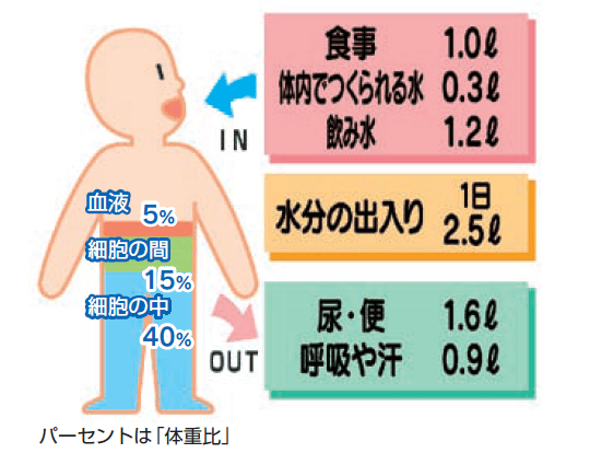 熱中症を防ぐためには　からだの中の水のはたらき