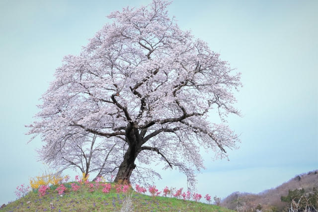 大切な人に木のぬくもりを！桜の木で作った手作りの杖「やさしい杖