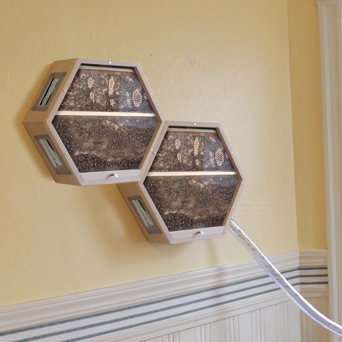 本物のハチの巣を飾る？ ユニークなインテリア「BEEcosystem」