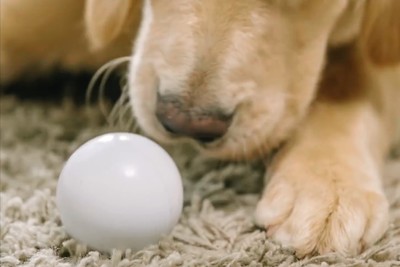 ペットの遊び相手になってくれるボール型ロボット「KOKOMI(ココミ)」