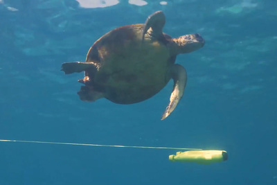 水中ドローン『Gladius』なら、お宝を発見できるかも？