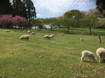 【キャンプ初心者必見】キャンプの必需品と失敗しない3つのポイント