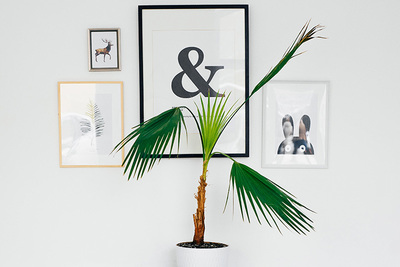 【取材】おすすめインテリアグリーンをご紹介！フェイクor観葉植物おしゃれなのはどっち？