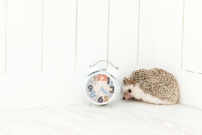 最強！おすすめ目覚ましアプリの口コミレビューランキング10選