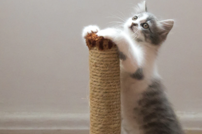 猫トイレのおすすめと選び方!ニャンとも清潔トイレを使った口コミあり