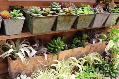 インテリアを植物でセンスアップ！飾り方実例と上級者に聞いたポイント