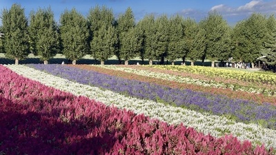 おさんぽ案内人が行く北海道・中富良野　四季を彩る花の公園をめぐる